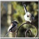 Aegithalos caudatus - Schwanzmeise 07.jpg